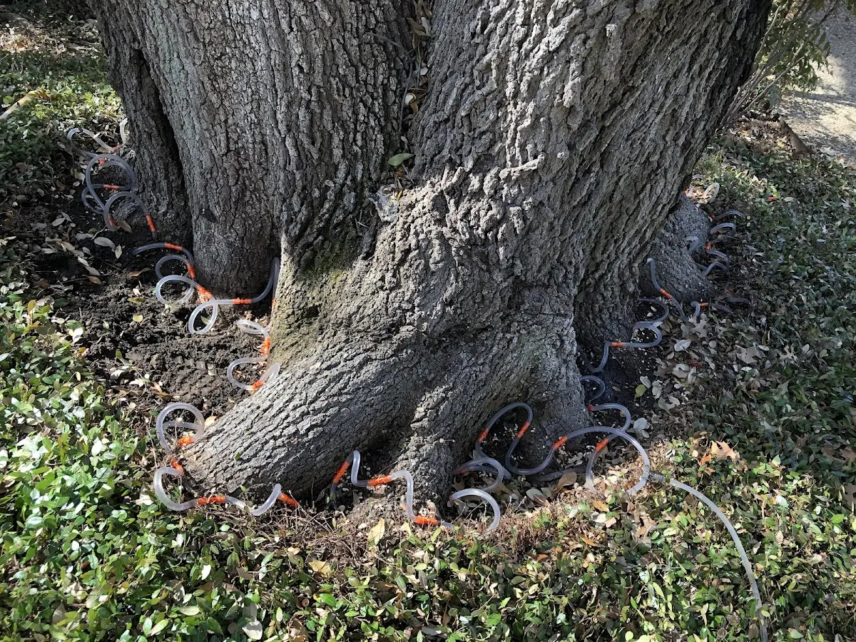 Detailed Tree Cabling and Bracing job site in Hockingport