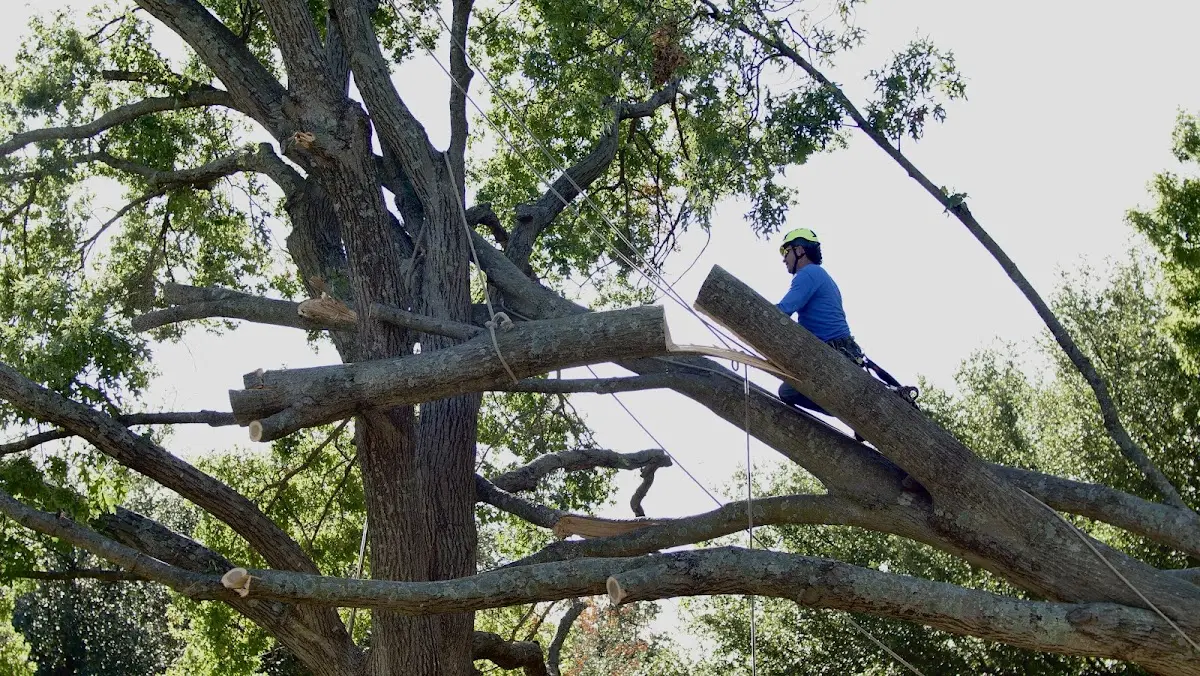Professional Crown Thinning performed by certified arborists in Hockingport