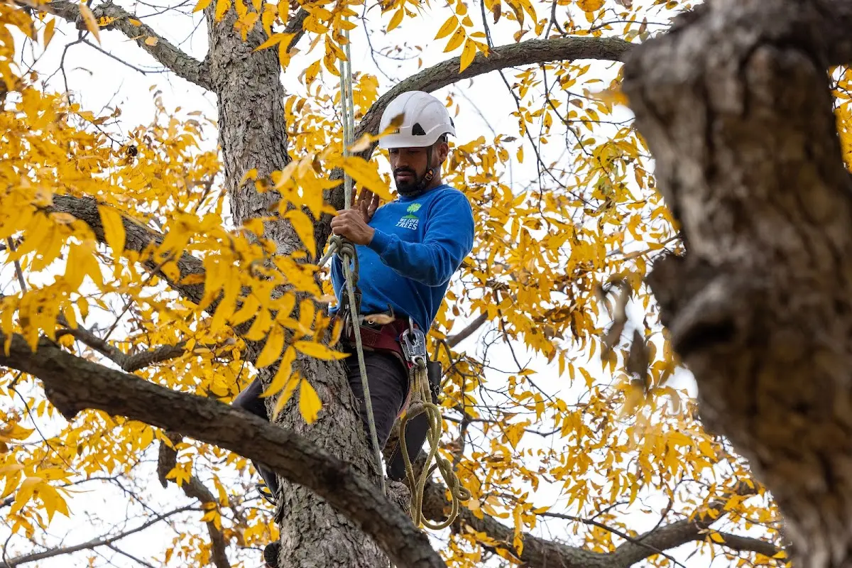 Skilled Tree Transplanting crew working in Hockingport